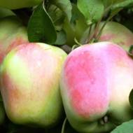 Саженец Яблоня Памяти Есаула