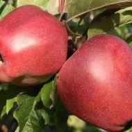 Саджанець яблуня Глостер