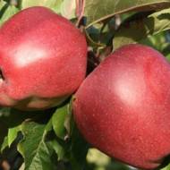 Саженец Яблоня Глостер