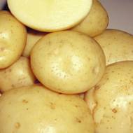 Насіннєва картопля Сіфра