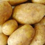 Насіннєва картопля Щедрик