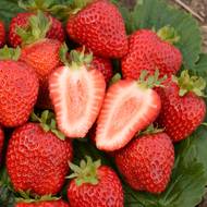 Саджанець Суниця садова Кабрілло