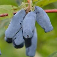Саджанець Жимолость Бакчарська ювілейна