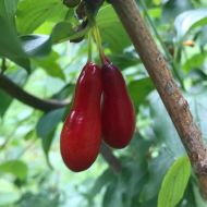 Саджанець Кизил Елегантний