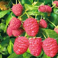 Саджанець Малина Фенікс