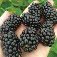 Саджанець Ожина Прайм арк фрідом