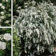 Спірея Вангутта