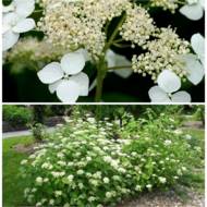 Гортензія Radiata