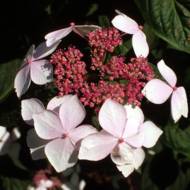 Гортензія serrata Grayswood