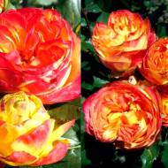 Троянда англійська Вулканіка (кущова)
