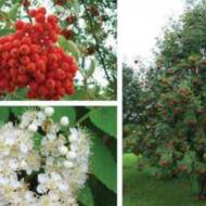 Рябина дуболистная