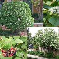 Саджанець Калина гордовина