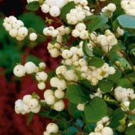 Саджанець Сніжноягідник White hedge