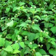 Саженец липии (сладкой травы ацтеков) в контейнере