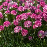 Саженец армерии Armade Rose в контейнере