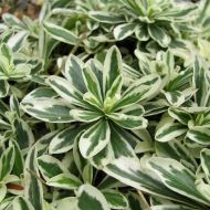 Саджанець Арабіс Variegata в контейнері