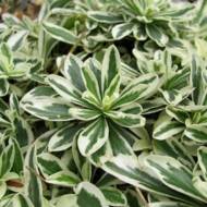 Саженец арабиса Variegata в контейнере