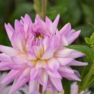 Жоржина Kaрма Karma Amanda