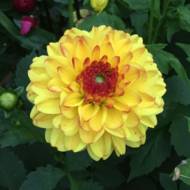 Жоржина куляста Sunny Boy