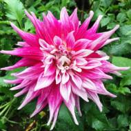 Жоржина кактусова Grande Finale