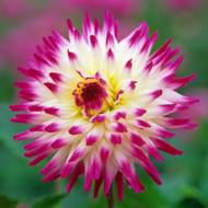 Жоржина кактусова Hayley Jane за шт.