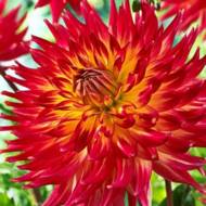 Жоржина кактусова Dana