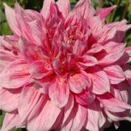 Жоржина декоративна Maki за шт.