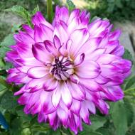 Жоржина декоративна Who Dun It