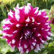 Жоржина декоративна Yarra Falls