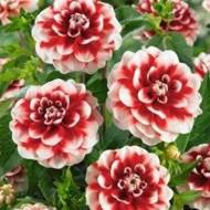 Жоржина декоративна Guitar Man за шт.