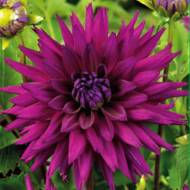 Жоржина оленячі роги Ambition