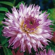 Жоржина оленячі роги Winter Springs