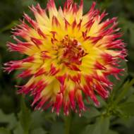 Жоржина оленячі роги Pinelands Pam