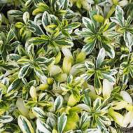 Арабіс Old Gold в контейнері