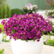 Саджанець Арабіс Deep Rose в контейнері