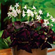 Оксаліс Тriangularis за 5 шт.