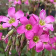 Оксаліс Lasiandra за 5 шт.