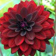 Жоржина Arabian Nights (декоративна)