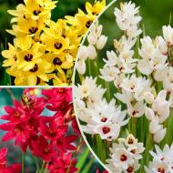 Комплект з 3-х иксий