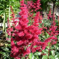 Астильба Вurgundy Red