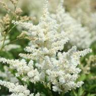 Астильба Gladstone