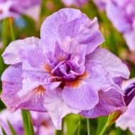 Ірис сибірський Imperial Opal