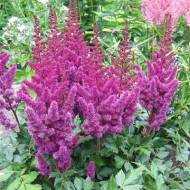 Астильба Purperlanze
