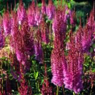 Астильба Purperlanze