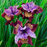 Ірис сибірський Miss Apple