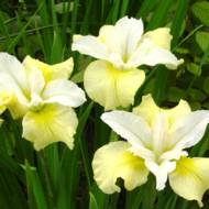 Ирис сибирский  Moon Silk