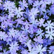 Флокс шиловидний Emerald Blu в контейнері