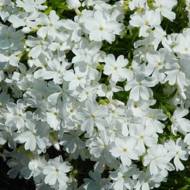 Саженец флокса шиловидного White Delight в контейнере