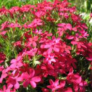 Саджанець Флокс шиловидний Red Wings в контейнері