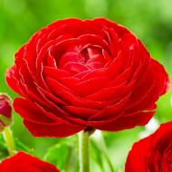 Лютик (жовтець) червоний (5/6)